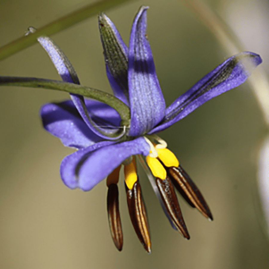 Black-Anther Flax-Lily