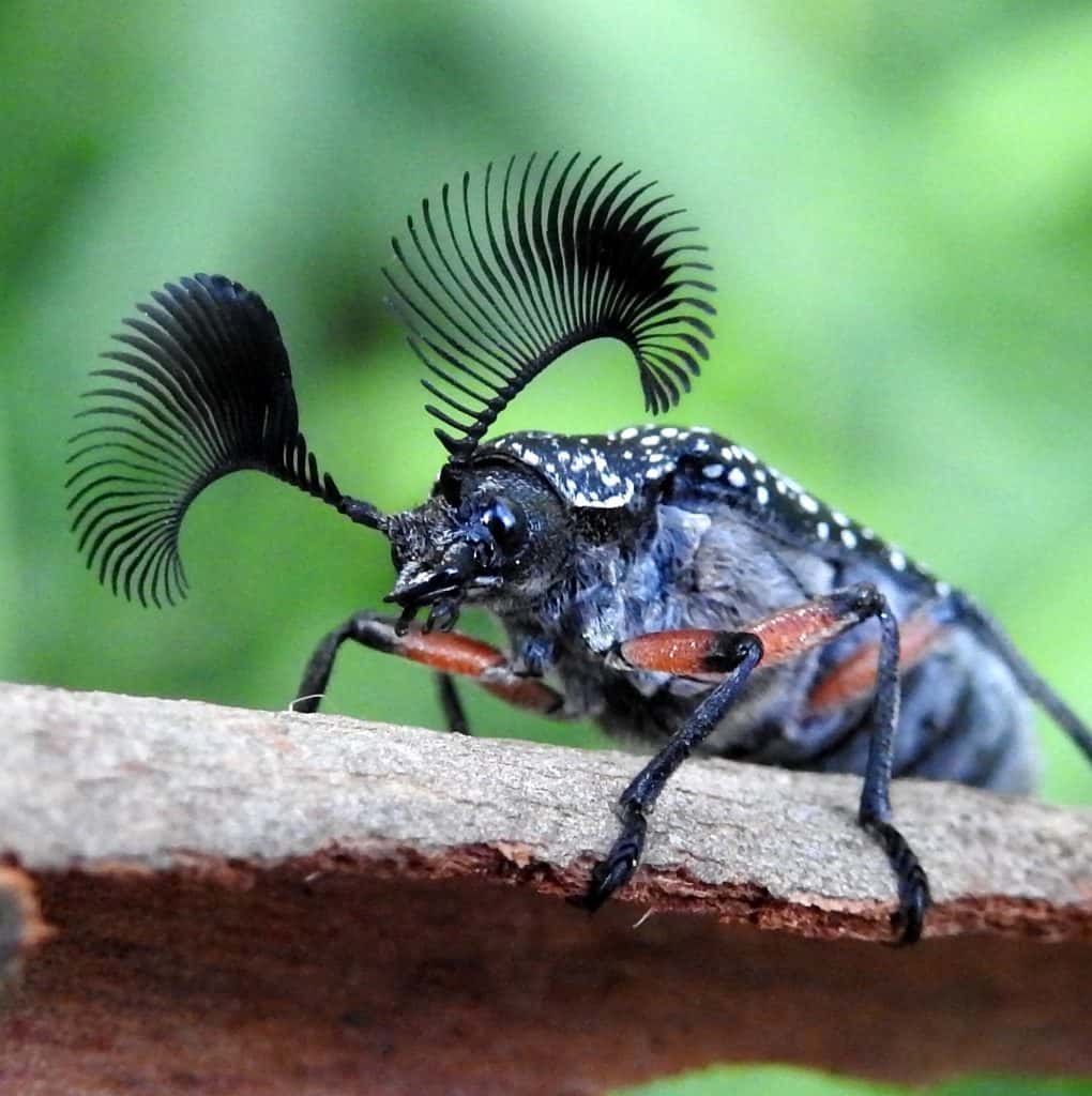 Feather-horned Beetle