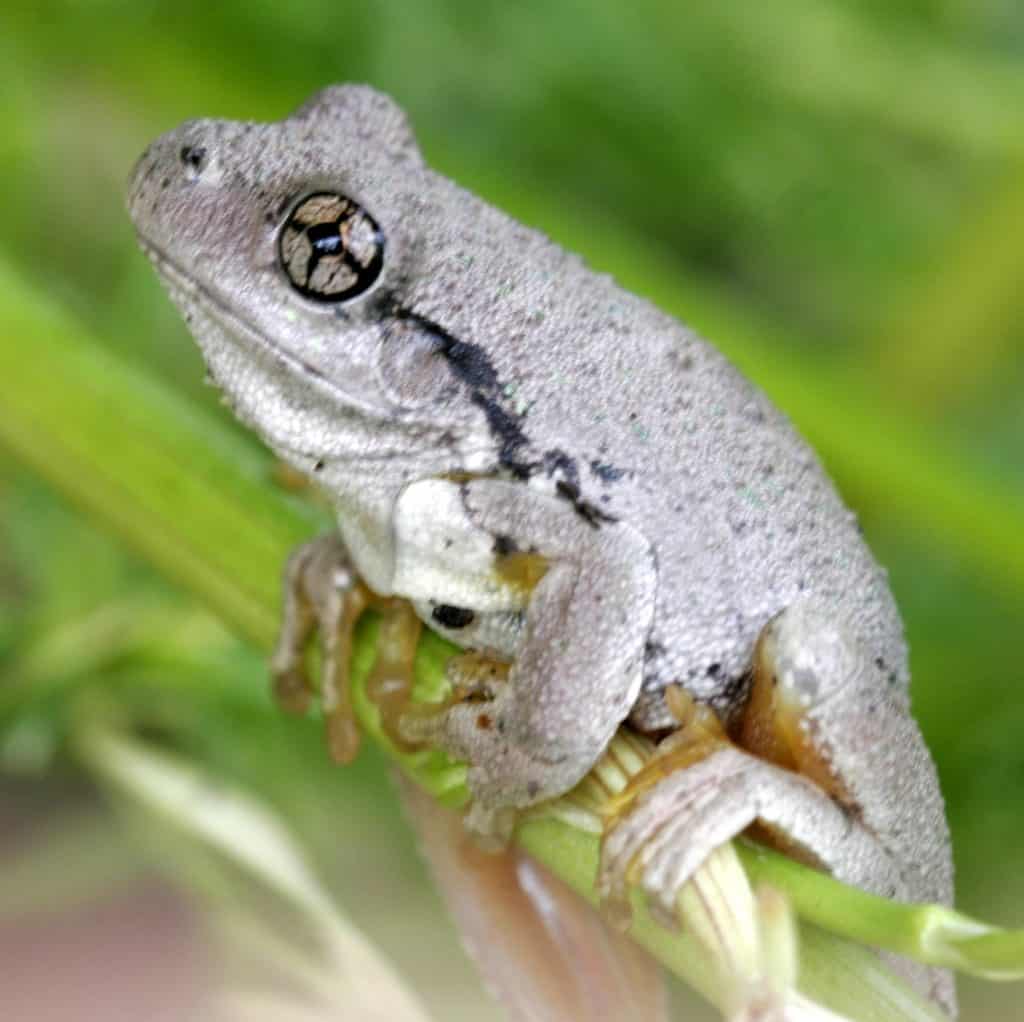 Peron’s Tree Frog 