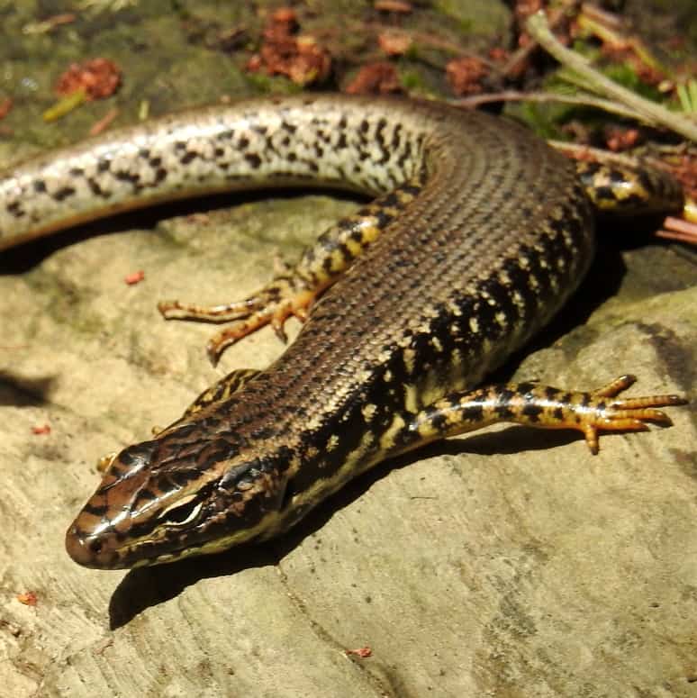 Yellow-bellied water skink